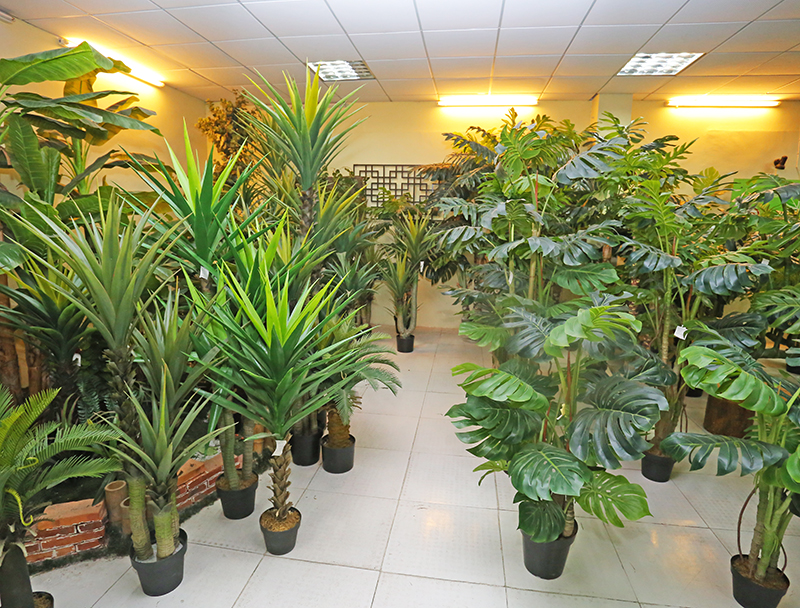 揭阳树